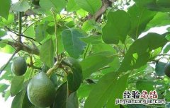 牛油果栽培技术视频 牛油果栽培技术
