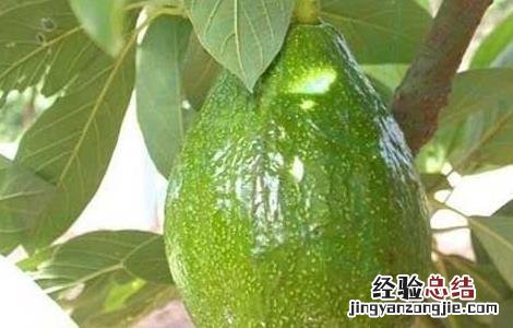 牛油果栽培技术视频 牛油果栽培技术