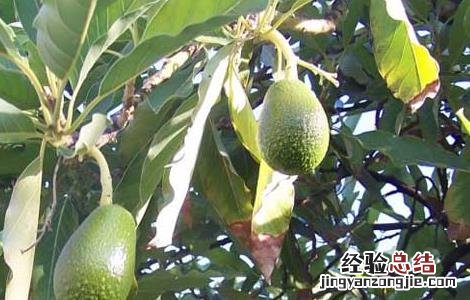 牛油果栽培技术视频 牛油果栽培技术