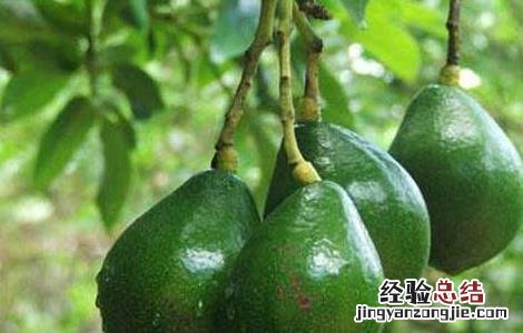 牛油果栽培技术视频 牛油果栽培技术