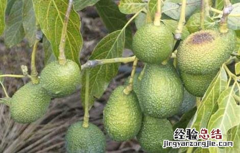 牛油果栽培技术视频 牛油果栽培技术