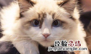 猫癣怎么才会好得快 猫癣怎么才会好