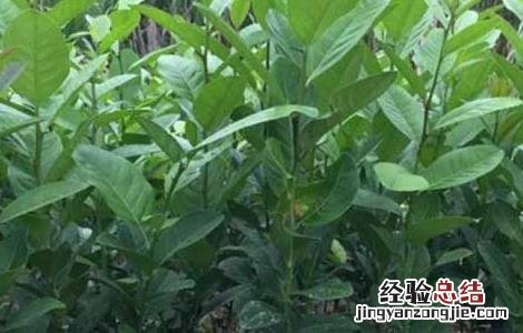 柠檬树繁殖技术 柠檬树繁殖方法