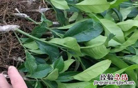 柠檬树繁殖技术 柠檬树繁殖方法