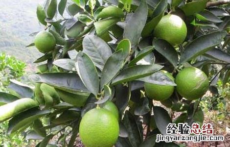 柠檬树繁殖技术 柠檬树繁殖方法