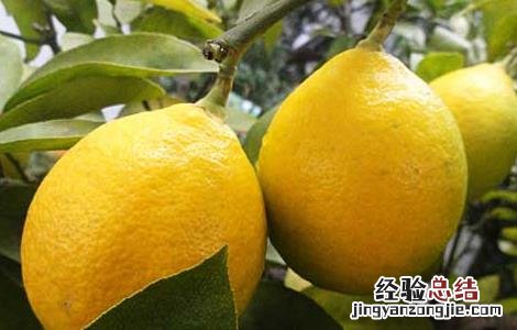 柠檬树繁殖技术 柠檬树繁殖方法