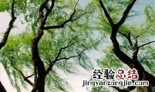 春天的变化有哪些幼儿园 春天的变化有哪些