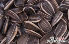 瓜子是不是坚果 瓜子是不是坚果类食物