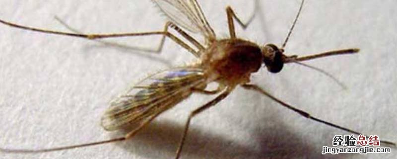 蚊子冬天是死了还是冬眠 蚊子在什么时候就冬眠了