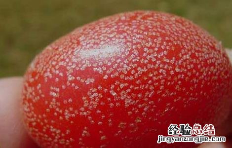 羊奶果的学名是什么意思 羊奶果的学名是什么