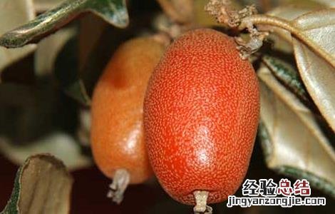 羊奶果的学名是什么意思 羊奶果的学名是什么