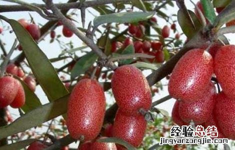 羊奶果的学名是什么意思 羊奶果的学名是什么