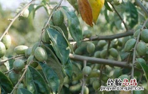 羊奶果的学名是什么意思 羊奶果的学名是什么