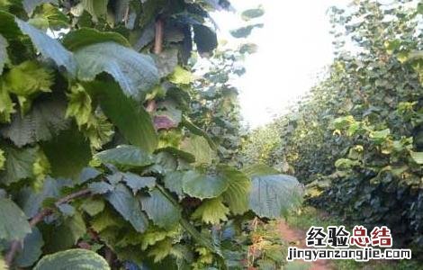 榛子树种植几年结果 榛子树能结多少年果