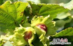 榛子树种植几年结果 榛子树能结多少年果