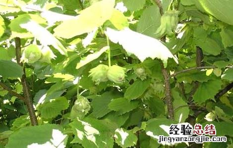 榛子树种植条件 榛子树的种植