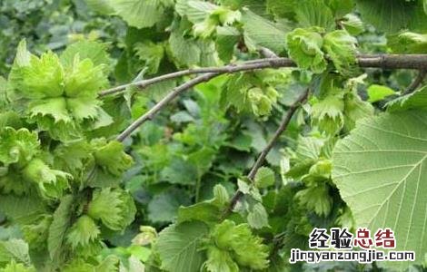 榛子树种植条件 榛子树的种植