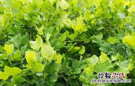 榛子树种植条件 榛子树的种植