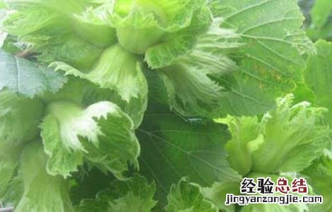 榛子树苗的繁殖方法 榛子的繁殖方法