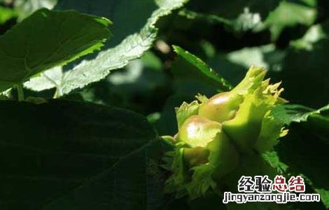 榛子树苗的繁殖方法 榛子的繁殖方法