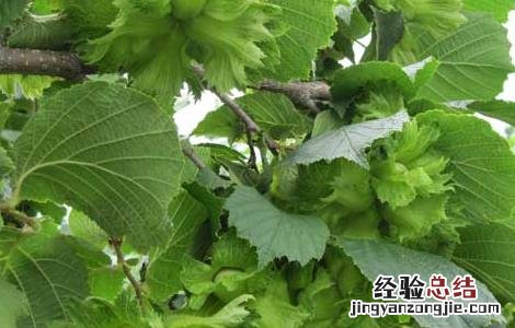 榛子树苗的繁殖方法 榛子的繁殖方法
