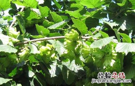 榛子树苗的繁殖方法 榛子的繁殖方法