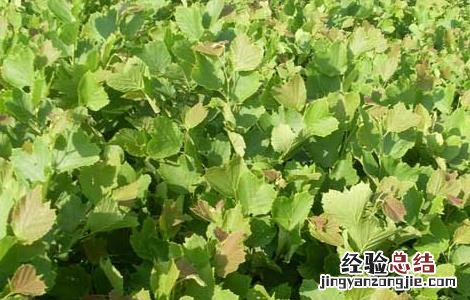 榛子种植技术 榛子种植技术要点