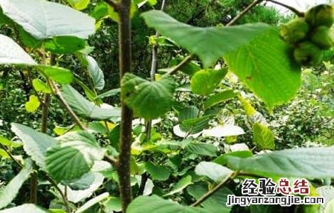 榛子种植技术 榛子种植技术要点
