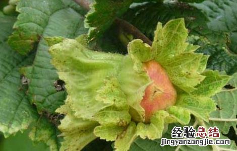 榛子种植技术 榛子种植技术要点
