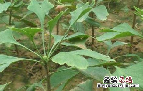 银杏树的繁殖方法 银杏树的繁殖方法有哪些