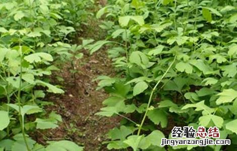 银杏树的繁殖方法 银杏树的繁殖方法有哪些