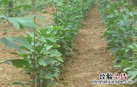 银杏树的繁殖方法 银杏树的繁殖方法有哪些