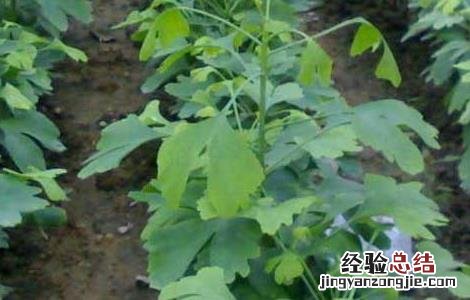 银杏树的繁殖方法 银杏树的繁殖方法有哪些