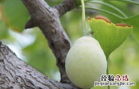 银杏种子怎么种成活率高 银杏种子怎么种
