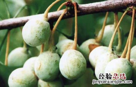 银杏种子怎么种成活率高 银杏种子怎么种