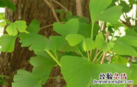 银杏种子怎么种成活率高 银杏种子怎么种
