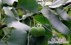 银杏树产于什么地方 银杏树的产地分布