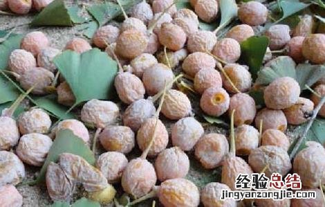 银杏树产于什么地方 银杏树的产地分布