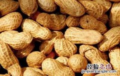 花生是不是坚果中蛋白质最高 花生是不是坚果
