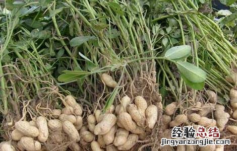花生是不是坚果中蛋白质最高 花生是不是坚果