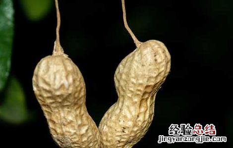 花生是不是坚果中蛋白质最高 花生是不是坚果