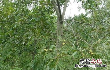 碧根果的种植条件 碧根果种植条件技术的