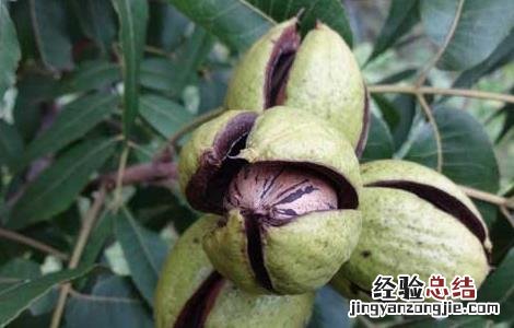 碧根果的种植条件 碧根果种植条件技术的