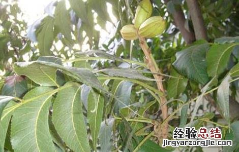碧根果的种植条件 碧根果种植条件技术的