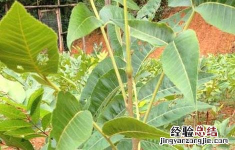 碧根果的种植条件 碧根果种植条件技术的
