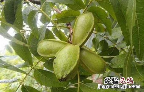 碧根果的种植条件 碧根果种植条件技术的