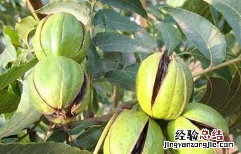 碧根果栽培技术 碧根果种植技术