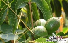 碧根果栽培技术 碧根果种植技术