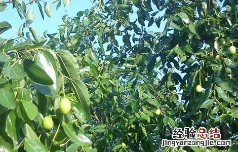 枣树修剪技术 枣树修剪技术视频