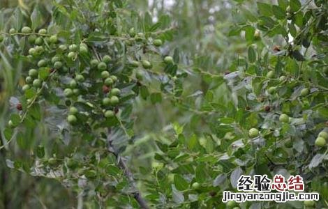 枣树修剪技术 枣树修剪技术视频